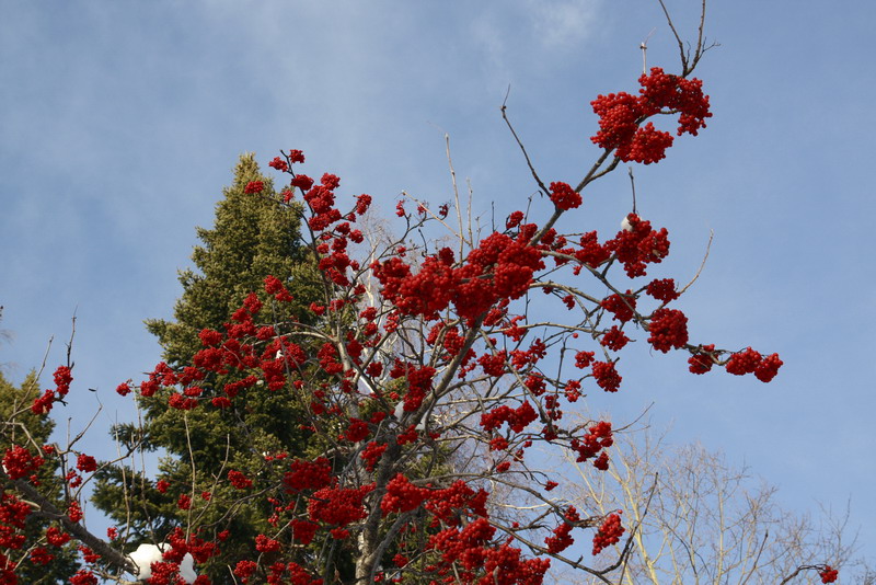 Файл:Kuzn2009mamont rowan c m 8788.jpg