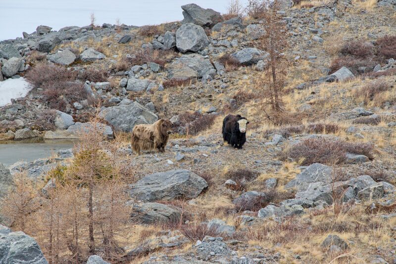 Файл:Chuyskiy peak 2024 Yaks.jpg