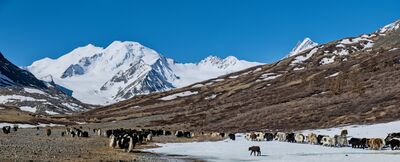 Яки в долине Талдуры
