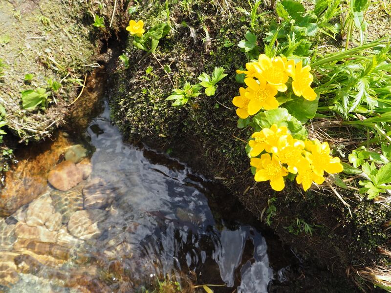 Файл:Kazir2015 P6120821.JPG