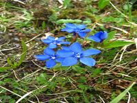 Цветы Джунгарии