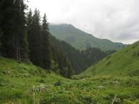 "Стройный лес Баскана"