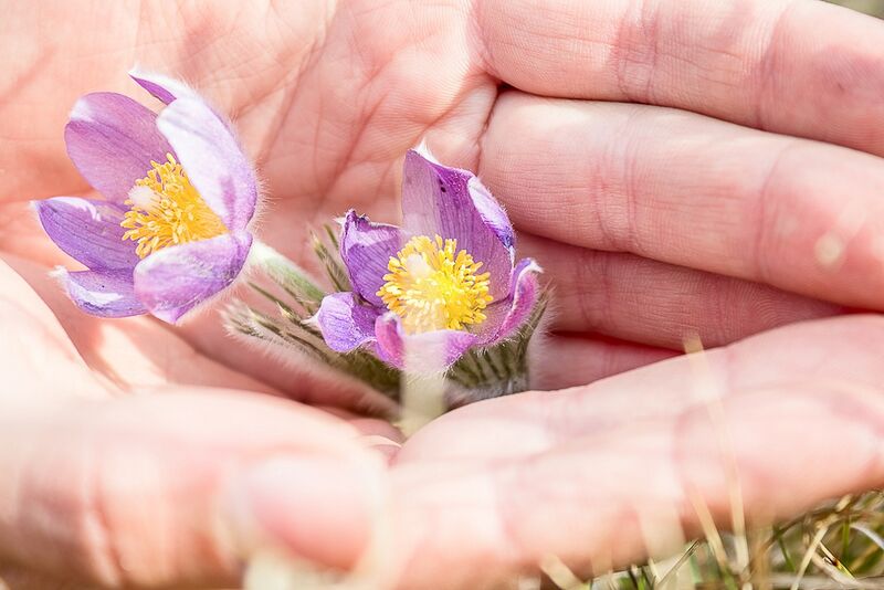 Файл:VKO 2017 043.jpg