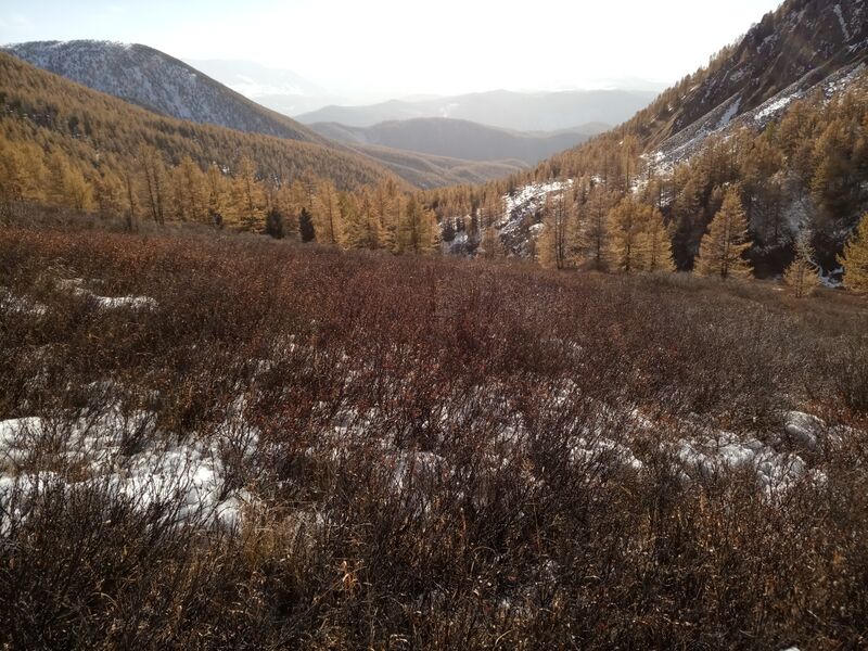 Файл:04 Лес.jpg