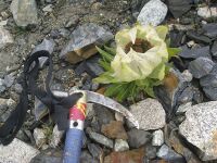 «Снежный Лотос» - Долина притока р. Алтынсай