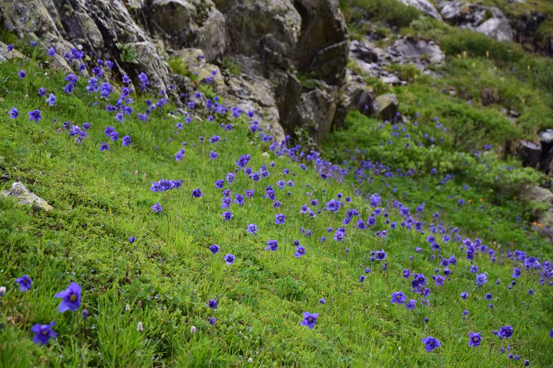 Файл:Katun Smol 2-ka flowers.jpg