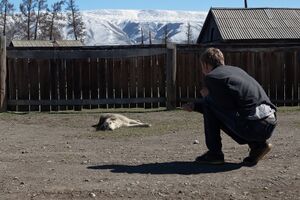 Собачка в Кзылташе