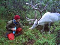 Белый северный олень