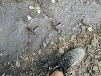 След глухаря