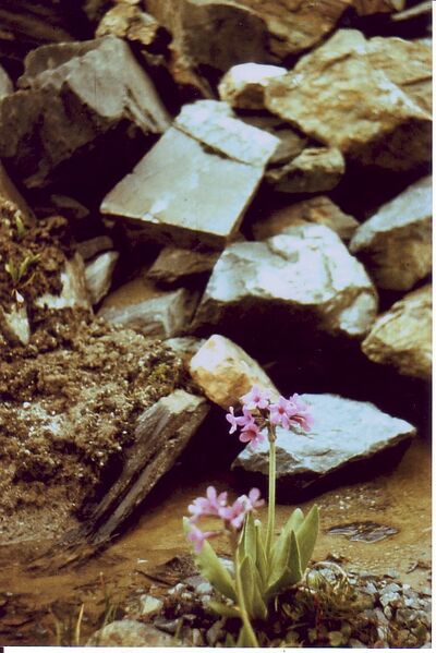 Файл:Dzhungaria 92 17.jpg