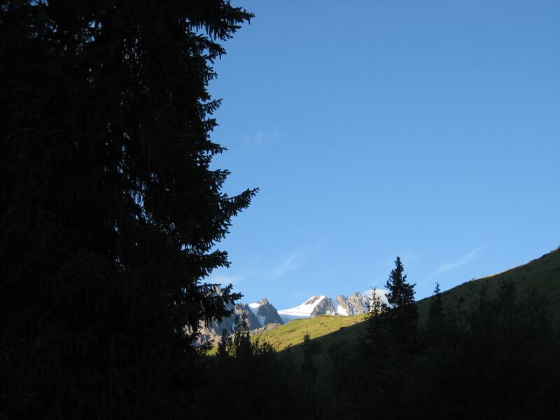 Файл:Djungaria2008 july 6.JPG